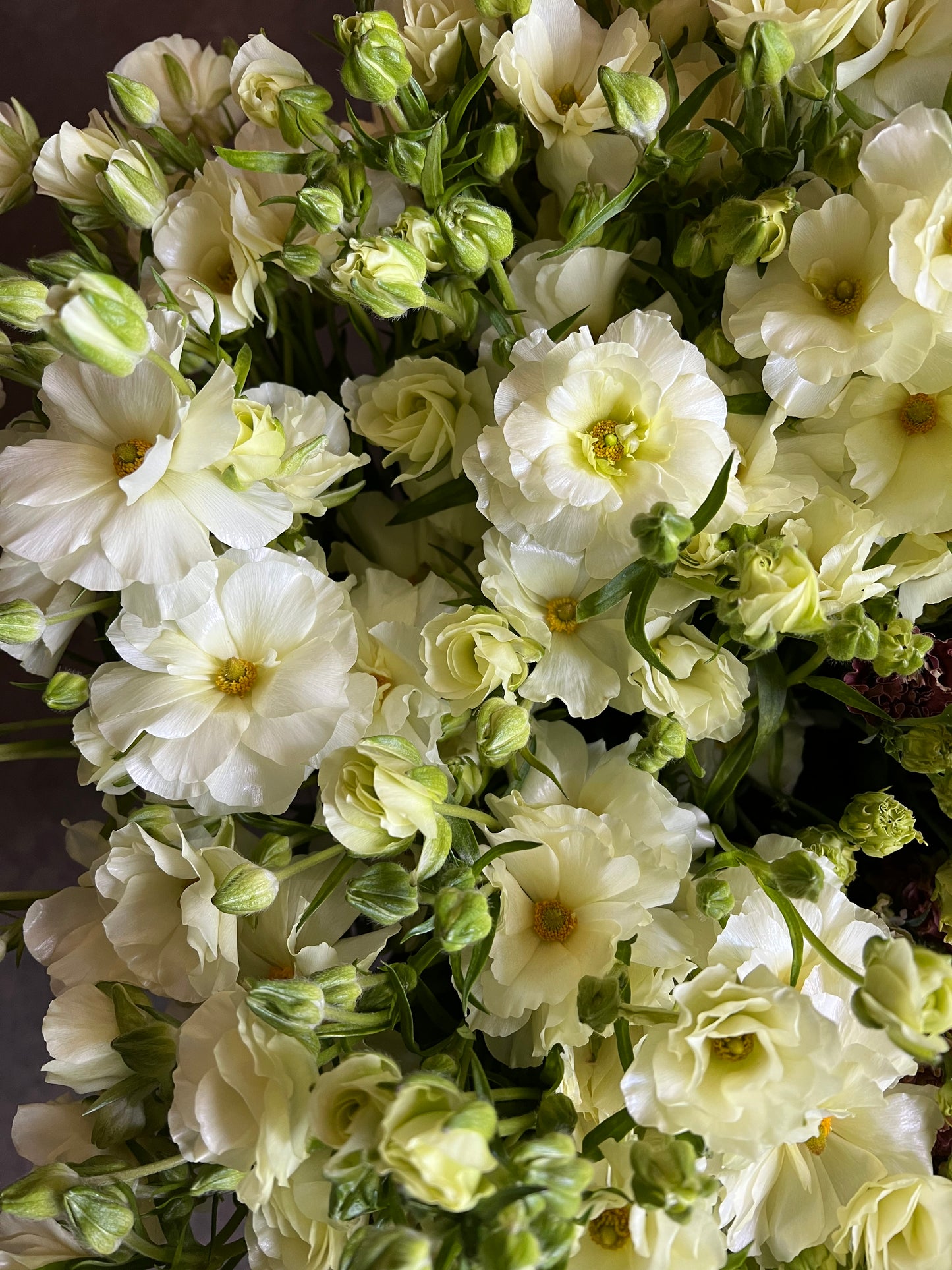 Ranunculus Butterfly Graces Pack of 5