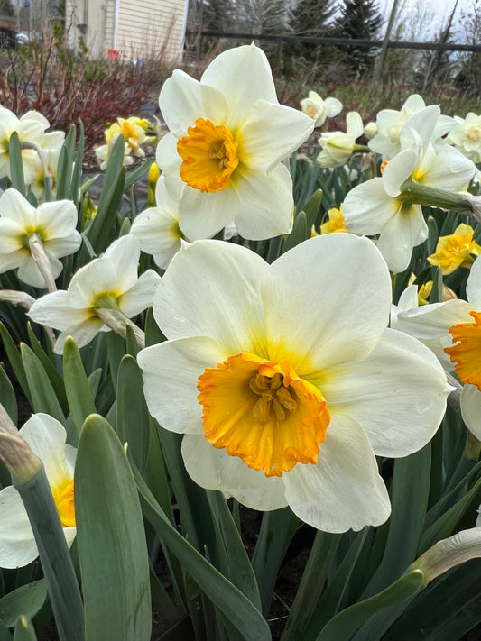 Daffodil Barrett Browning - Pack of 20