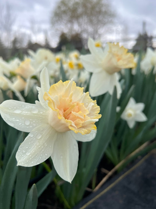 Daffodil Petit Four Pack of 20