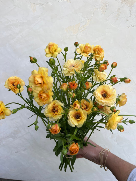 Ranunculus Butterfly Vestalis - Pack of 5