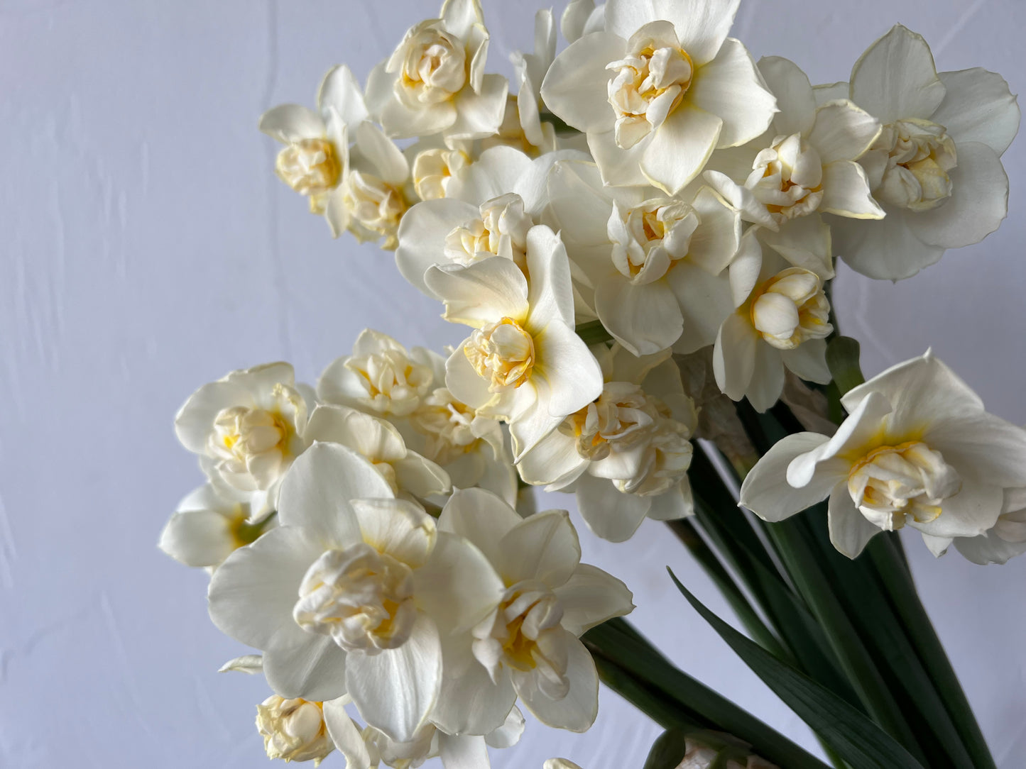 Daffodil Bridal Crown Pack of 20