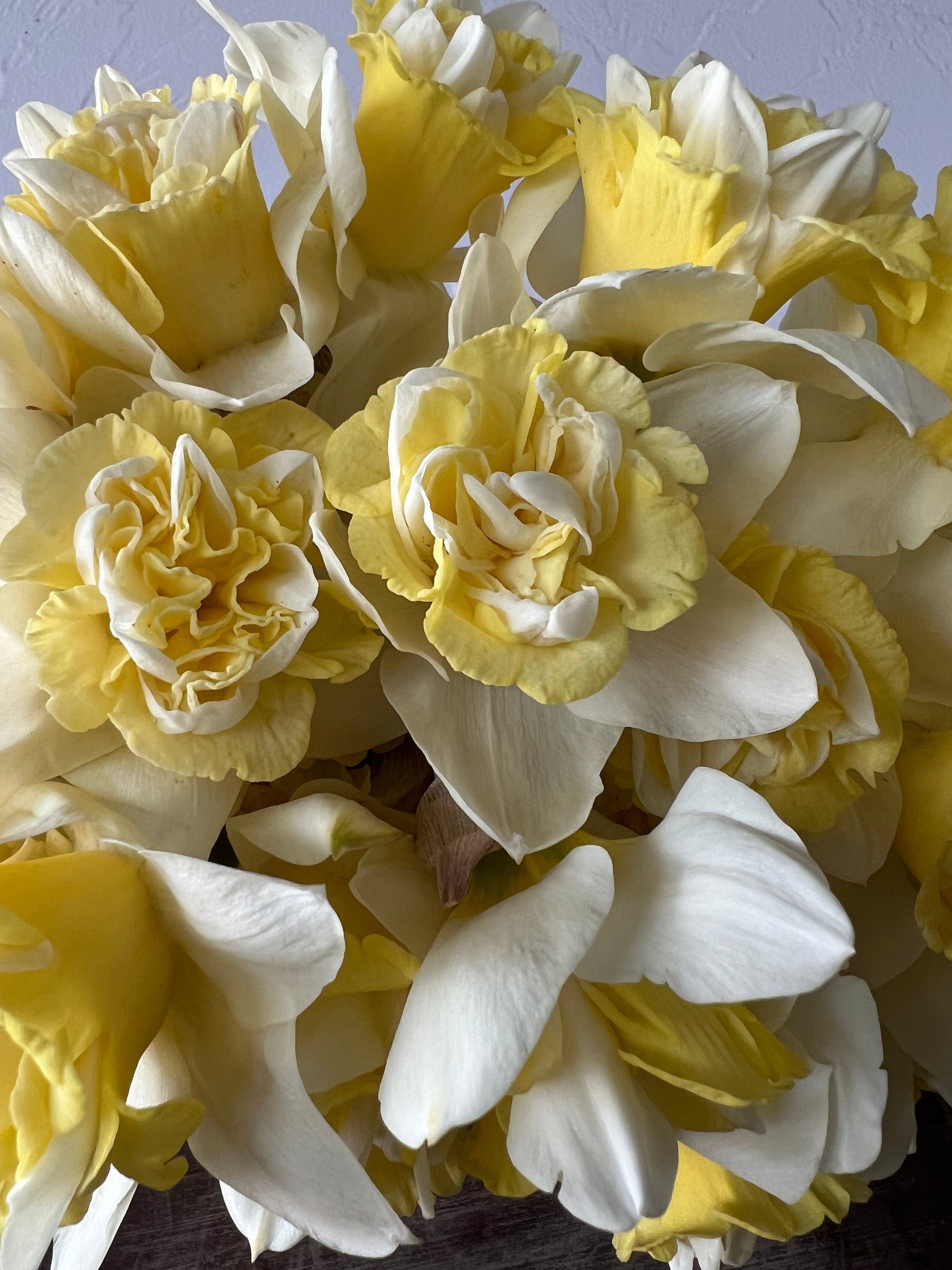 popeye, fall bulbs, daffodil