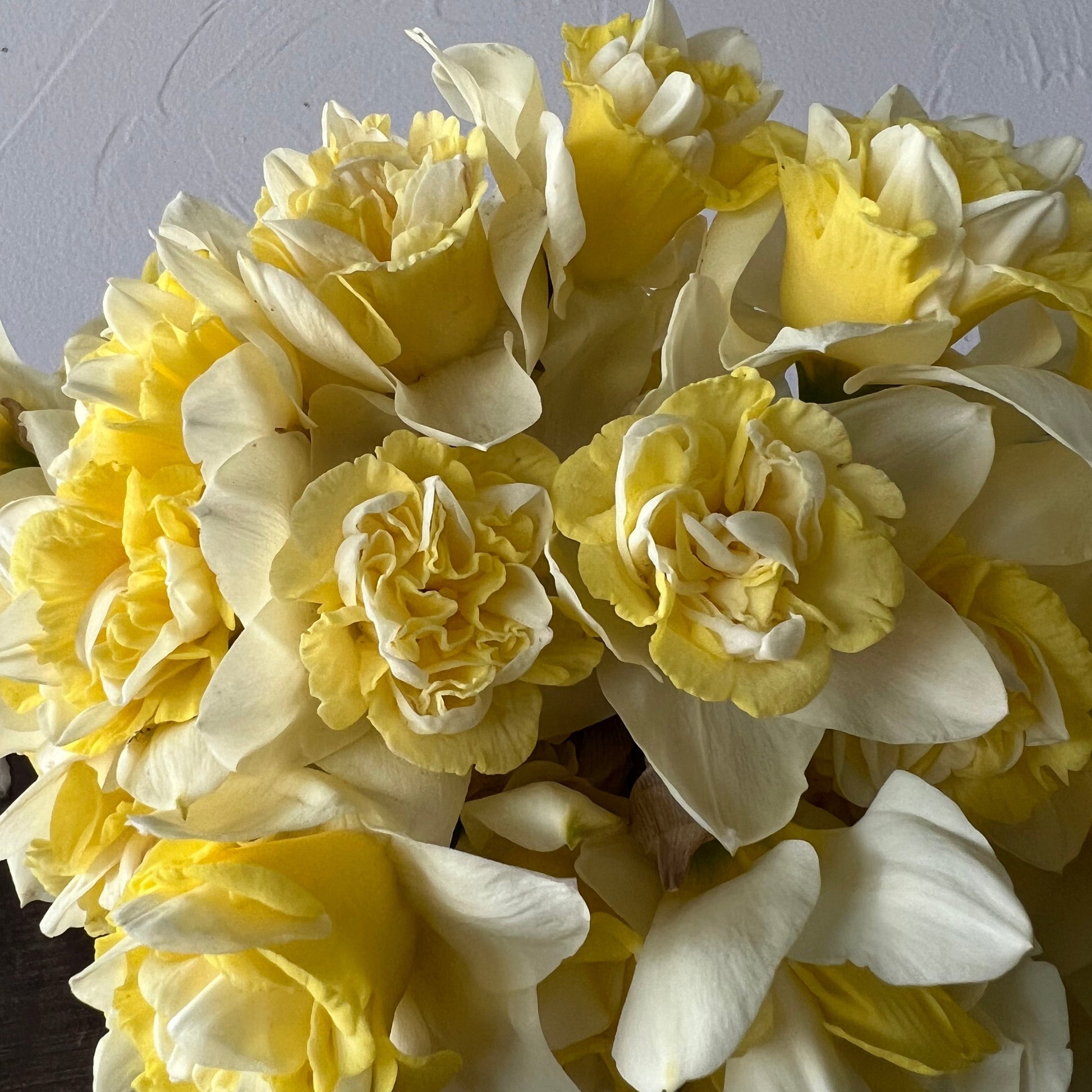 popeye, fall bulbs, daffodil