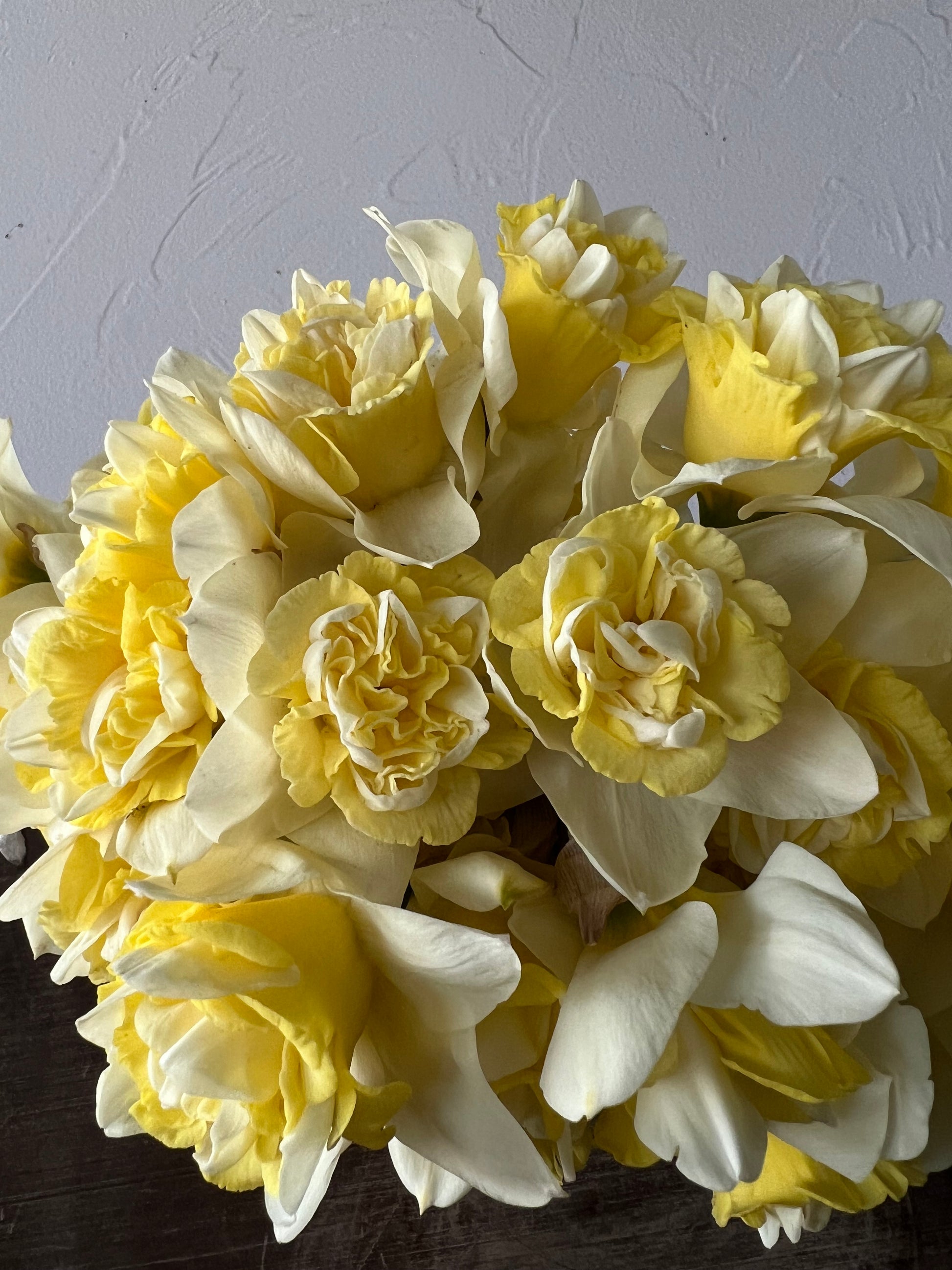 popeye, fall bulbs, daffodil