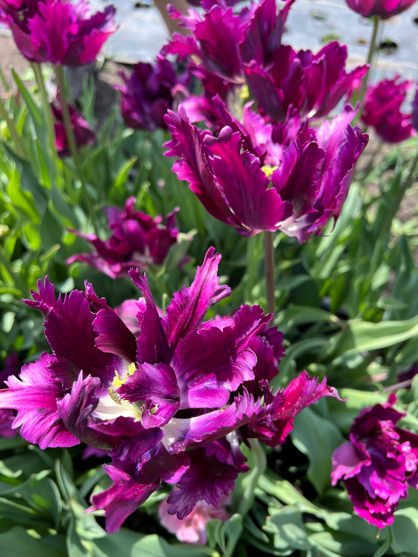Tulip Negrita Parrot - Pack of 20