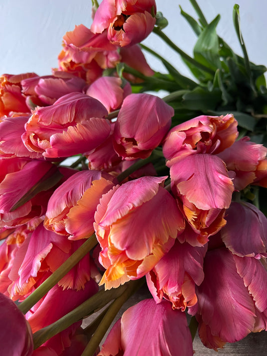 Tulip Amazing Parrot Pack of 20