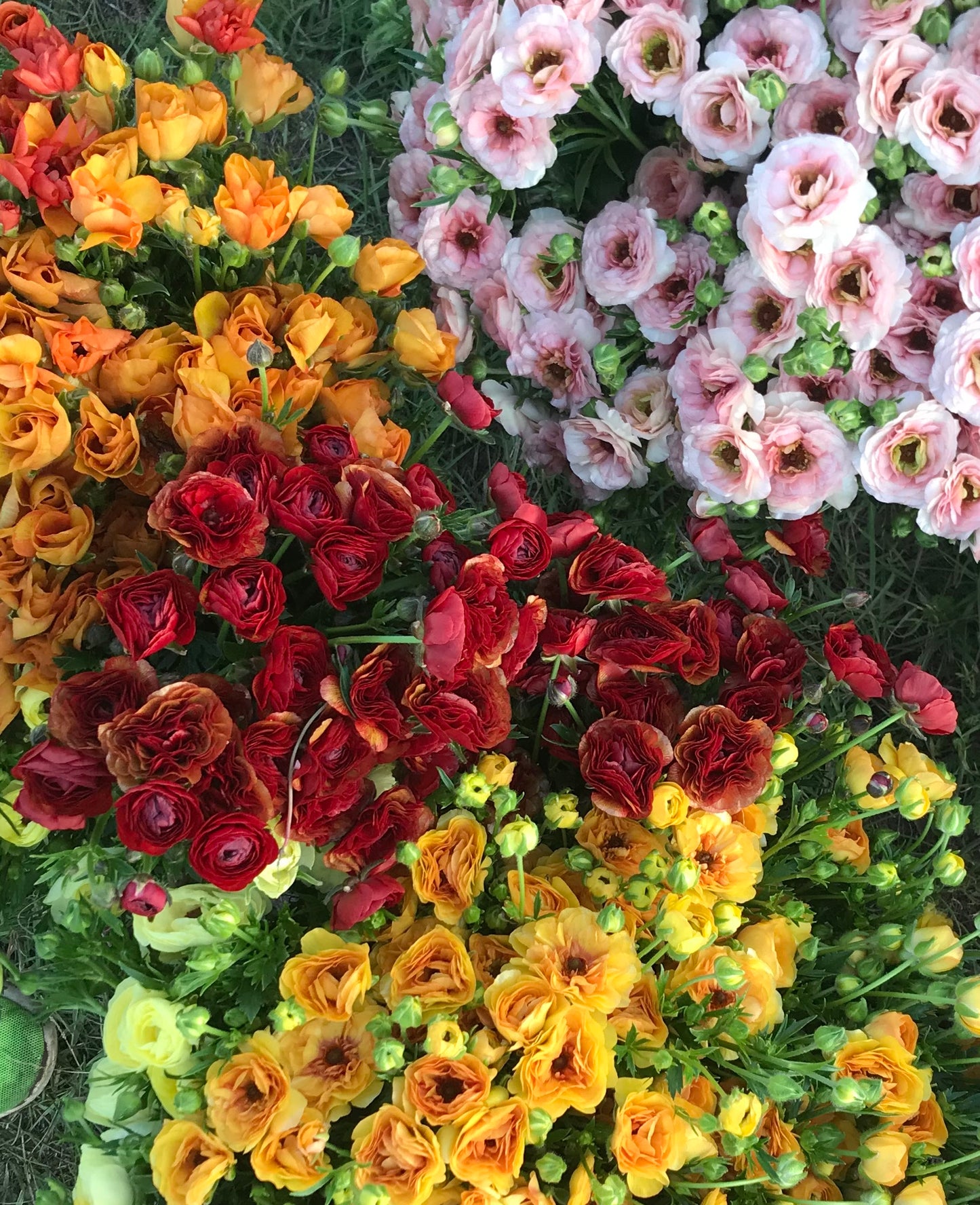 Bundle - Butterfly Ranunculus Showcase – 25-Corm Bundle (5 labeled packs × 5)