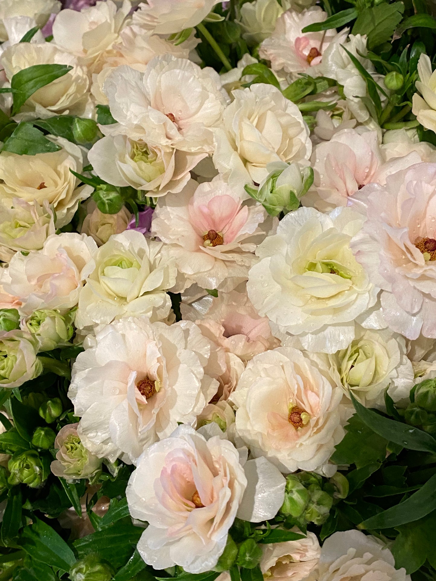 Ranunculus Butterfly Ariadne Pack of 5