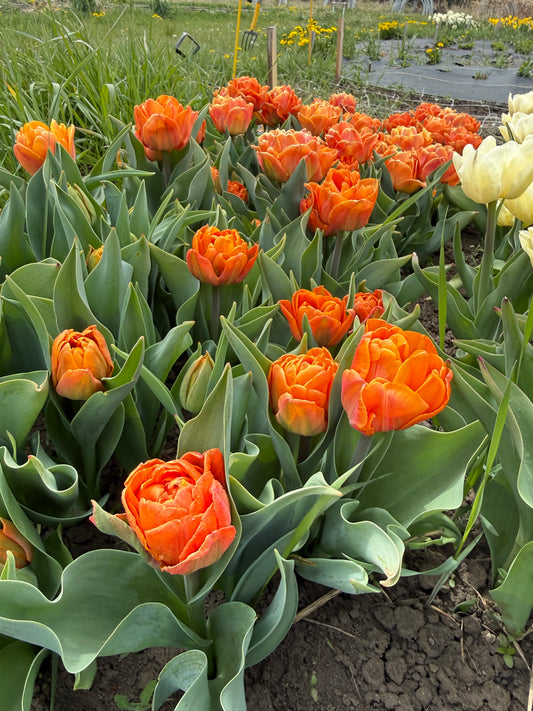 Tulip Lorenzo - Pack of 20