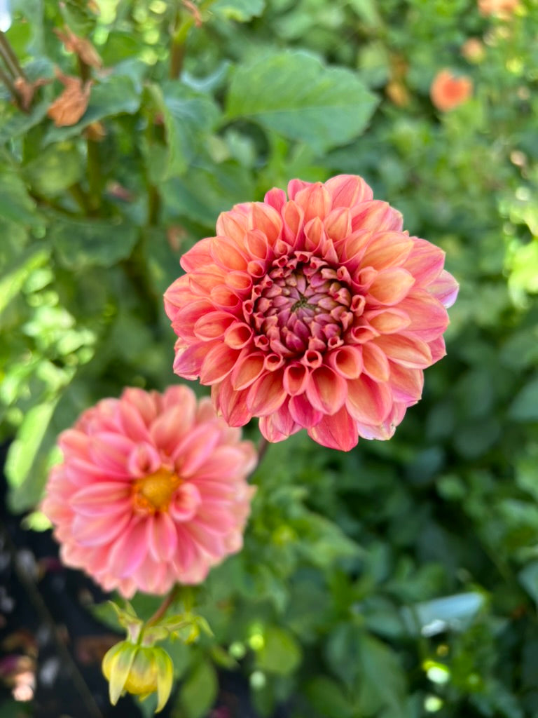 dahlias, dahlia tubers, ice tea