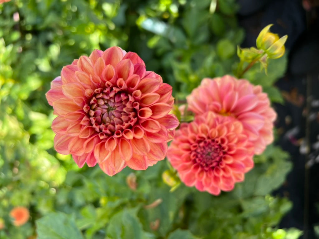 dahlias, dahlia tubers, ice tea