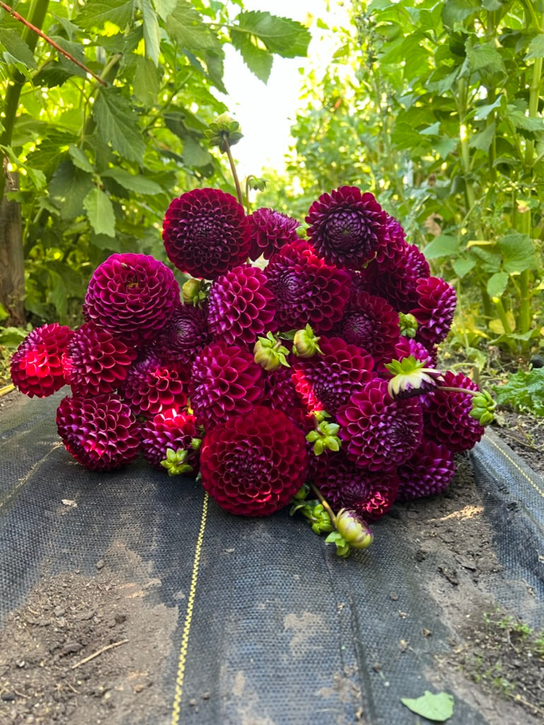 ivanetti, dahlias, dahlia tubers