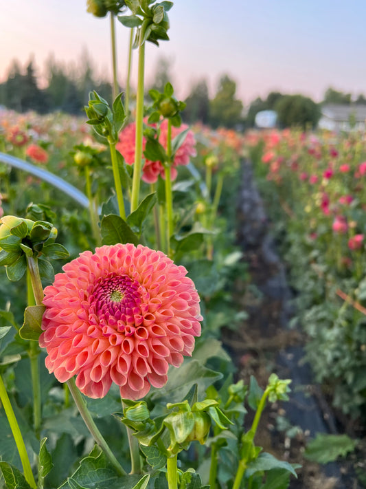 jowey paula, dahlias, dahlia tubers