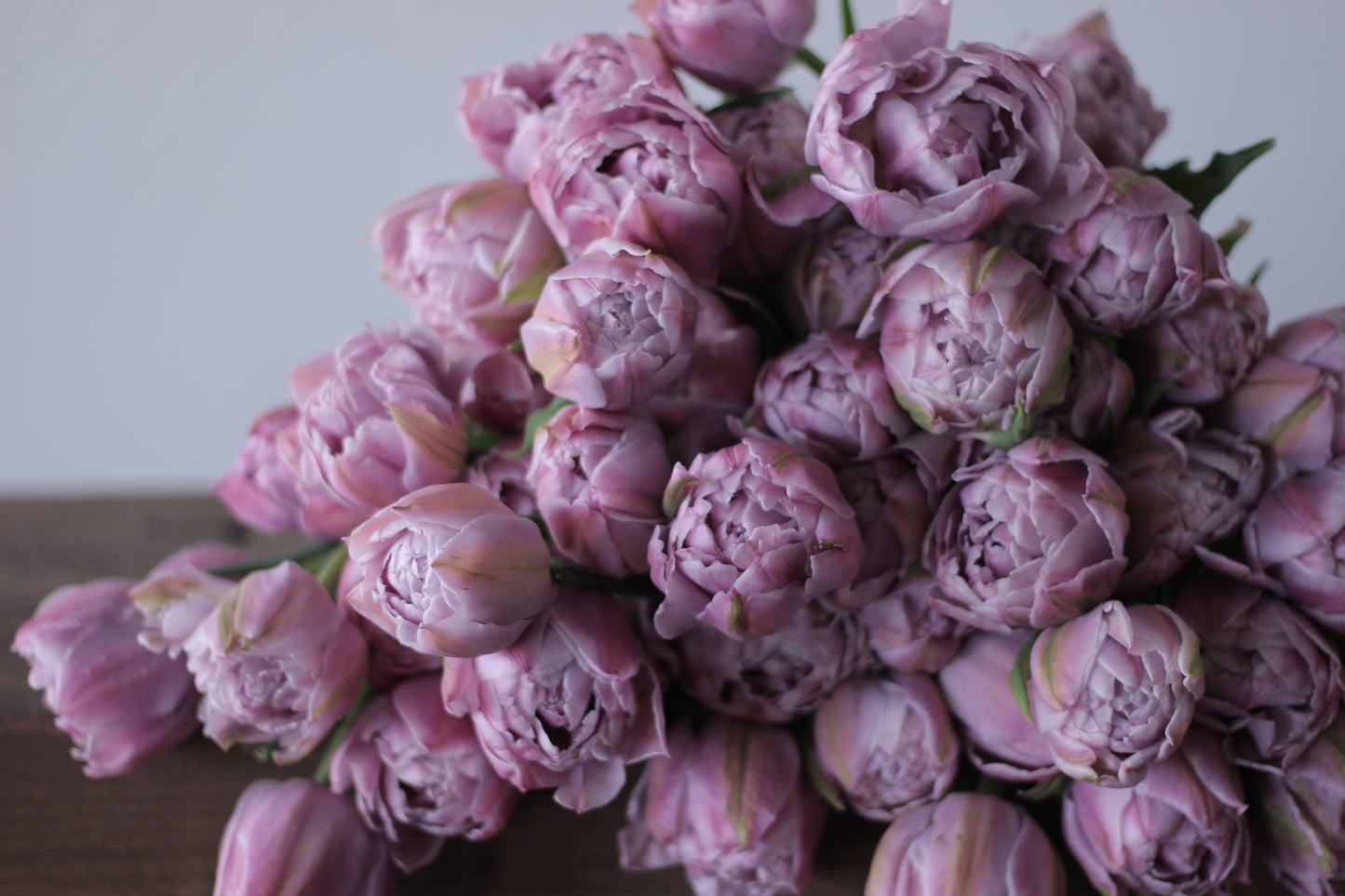 Tulip Katinka - Pack of 20