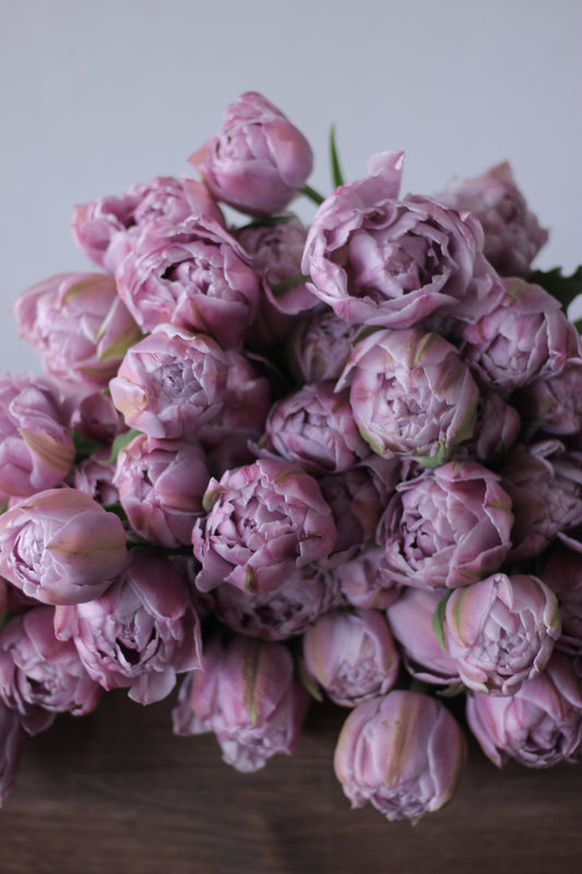 Tulip Katinka - Pack of 20