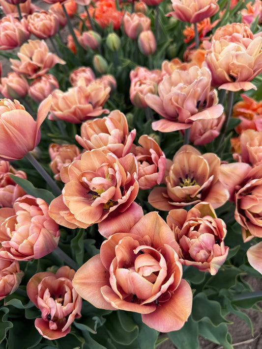 Tulip La Belle Epoque Pack of 20