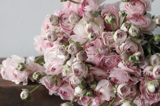 Ranunculus Romance Seine - Pack of 5