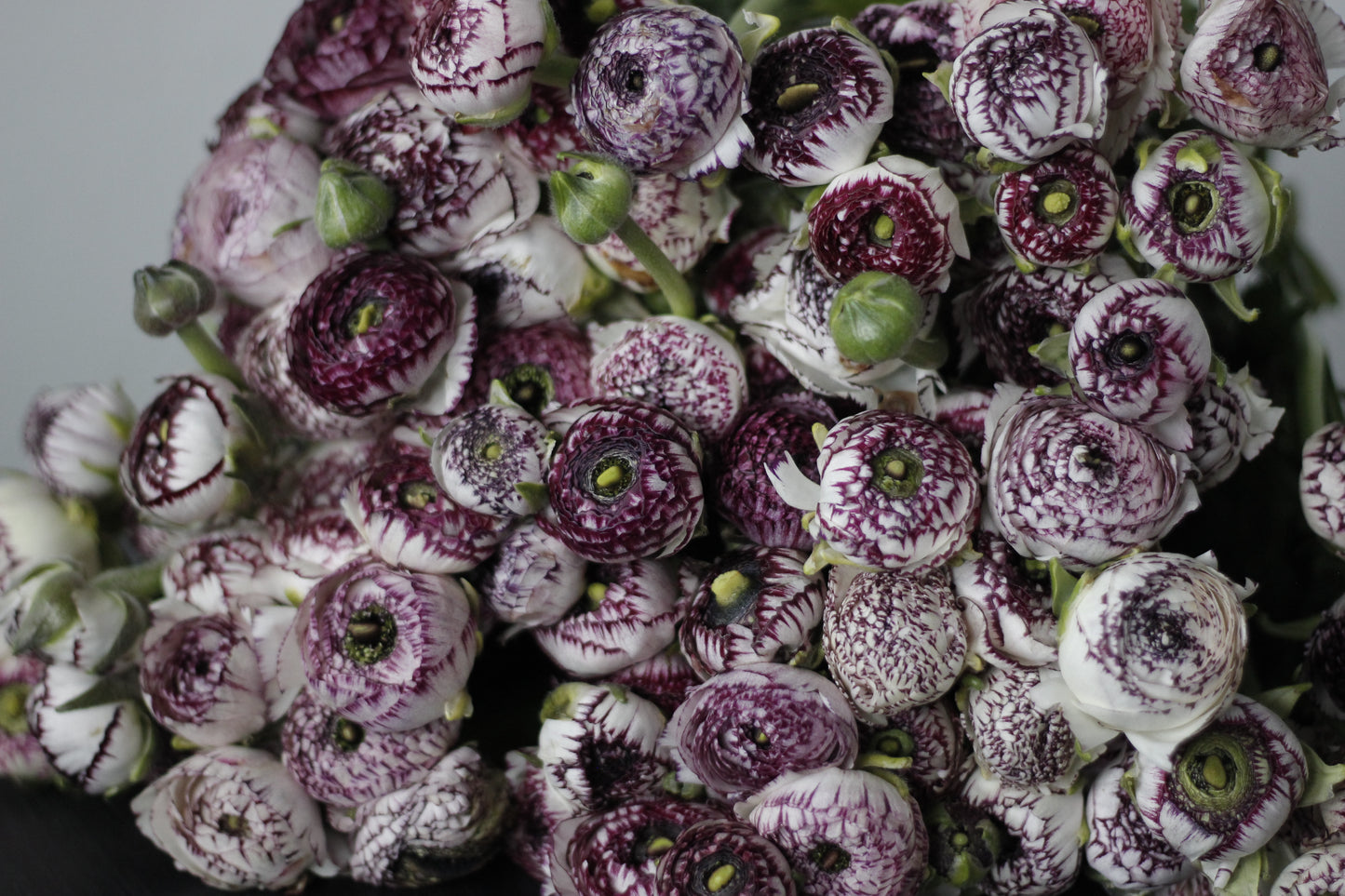 Ranunculus White Picotee Pack of 20