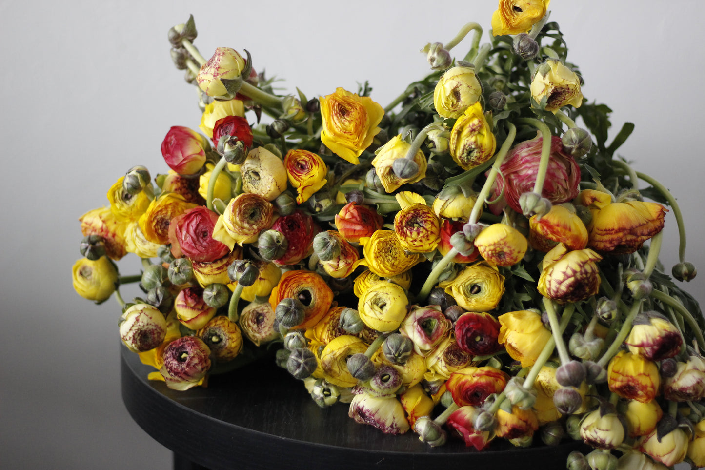 Ranunculus Yellow Picotee Pack of 20