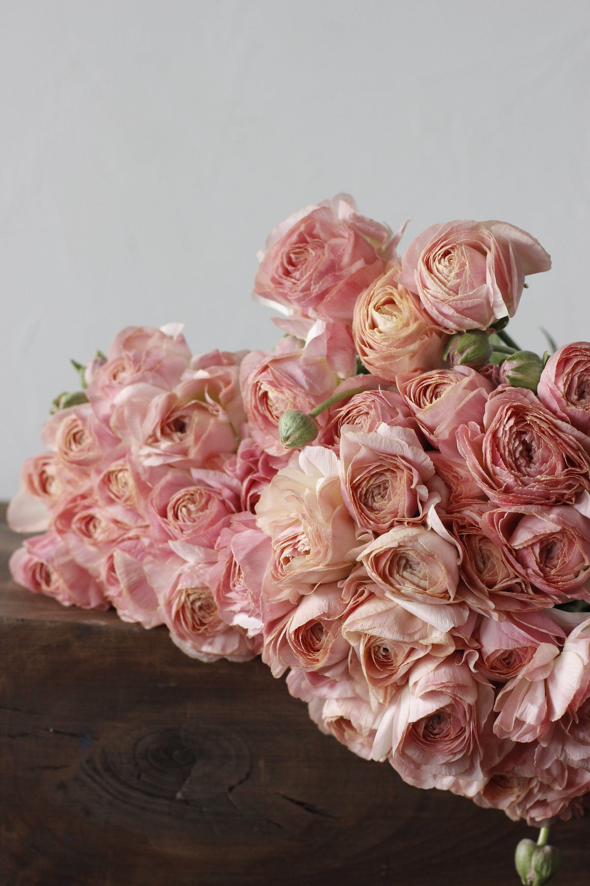 Ranunculus Romance Nohant - Pack of 5