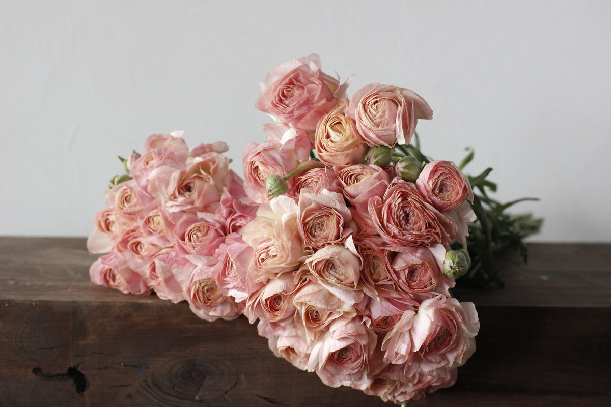 Ranunculus Romance Nohant - Pack of 5