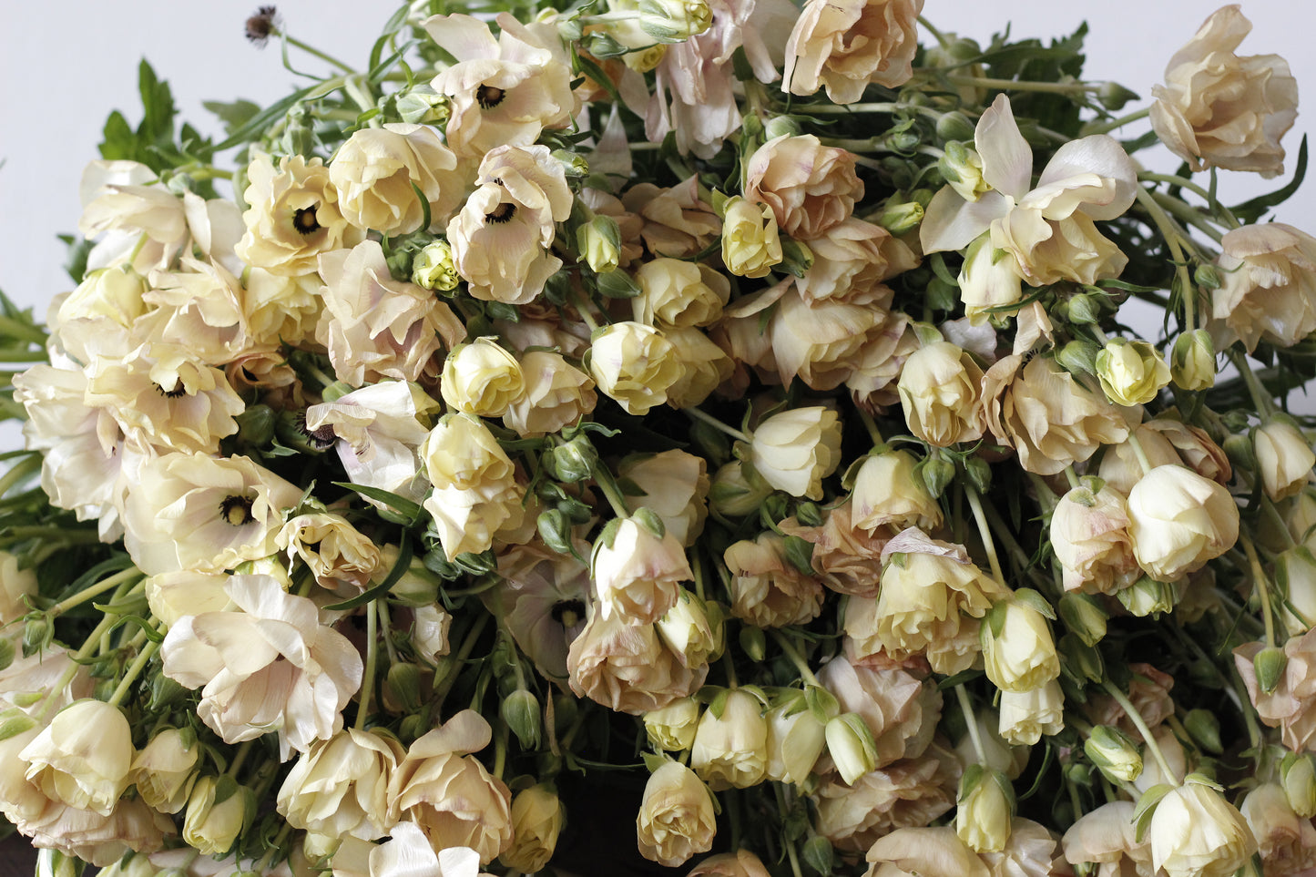 Ranunculus Butterfly Hestia Pack of 5