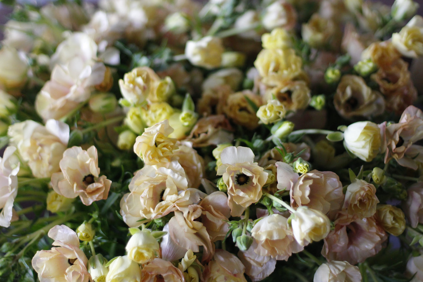 Ranunculus Butterfly Hestia Pack of 5