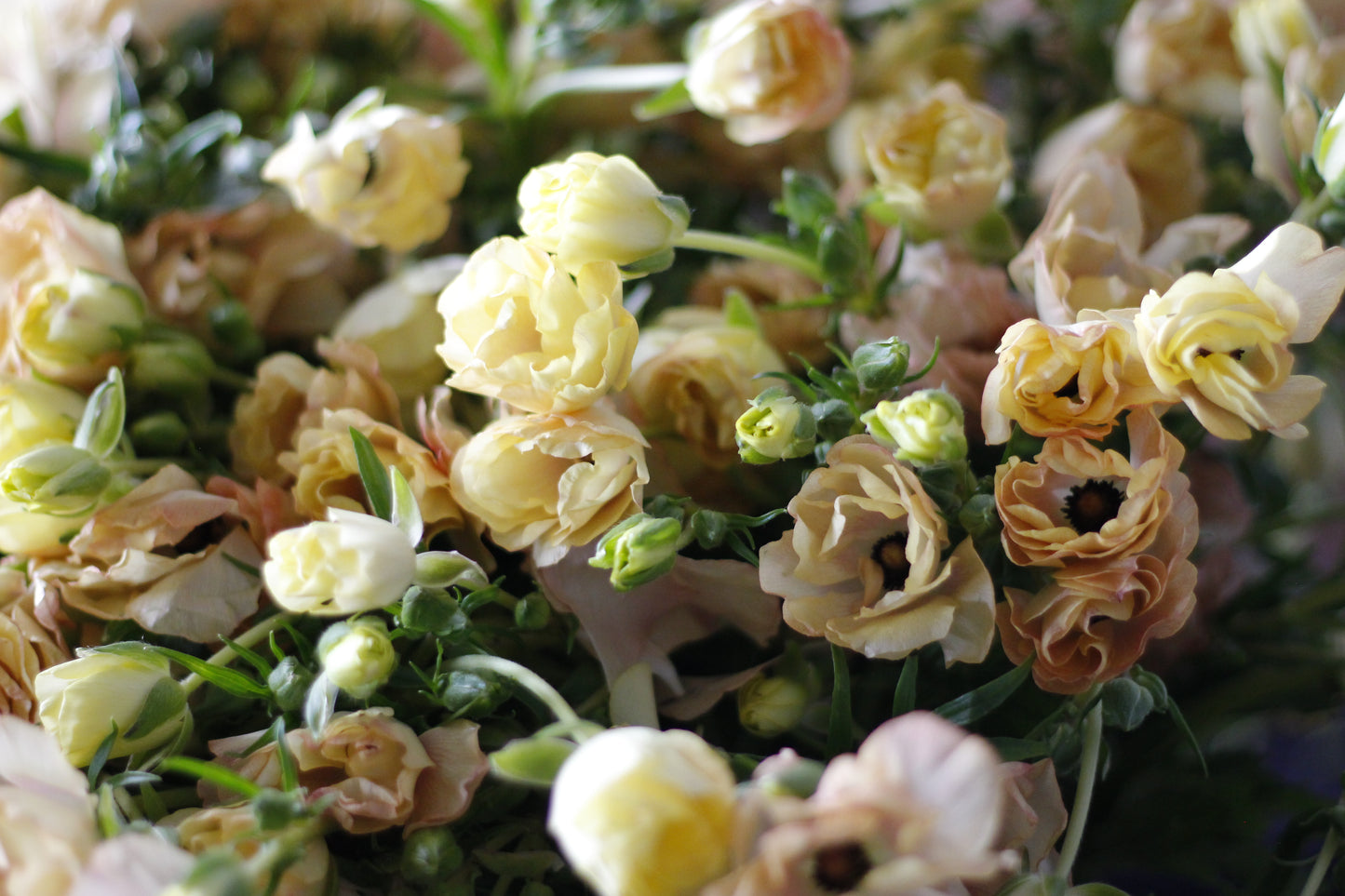 Ranunculus Butterfly Hestia Pack of 5