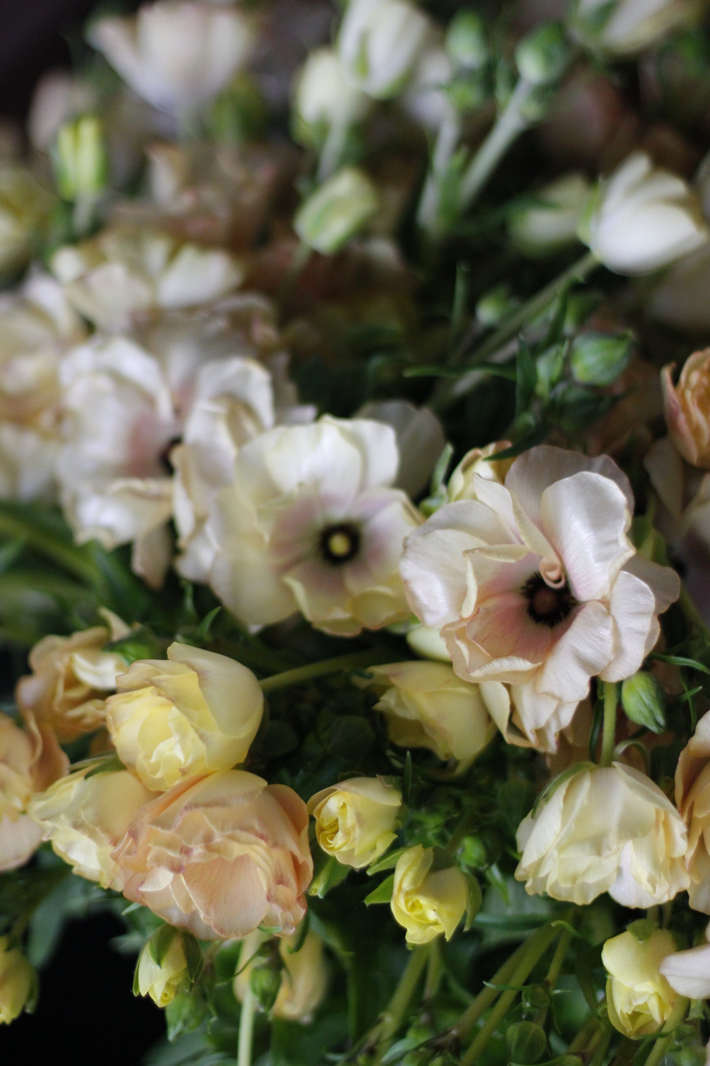 Ranunculus Butterfly Hestia Pack of 5