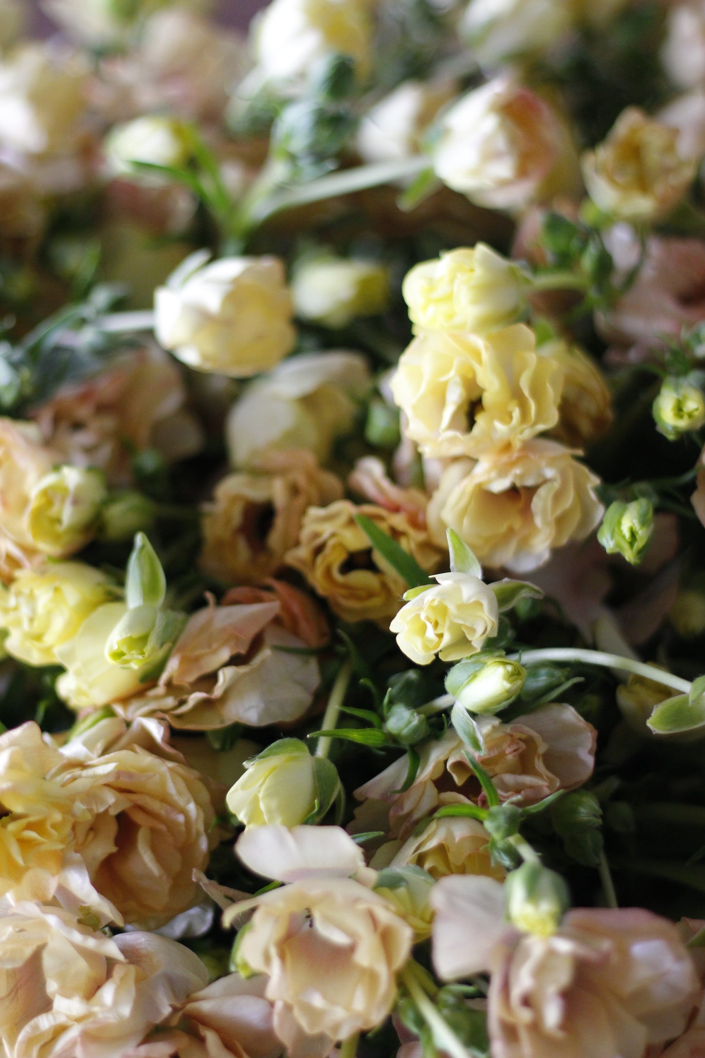 Ranunculus Butterfly Hestia Pack of 5