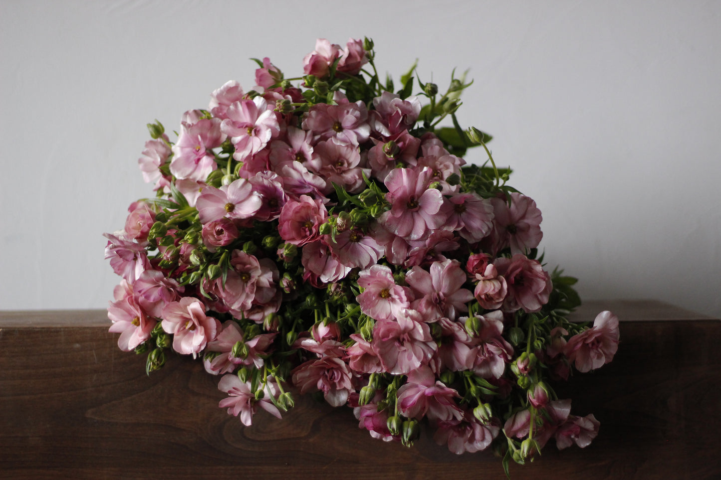 Ranunculus Butterfly Thiva Pack of 5