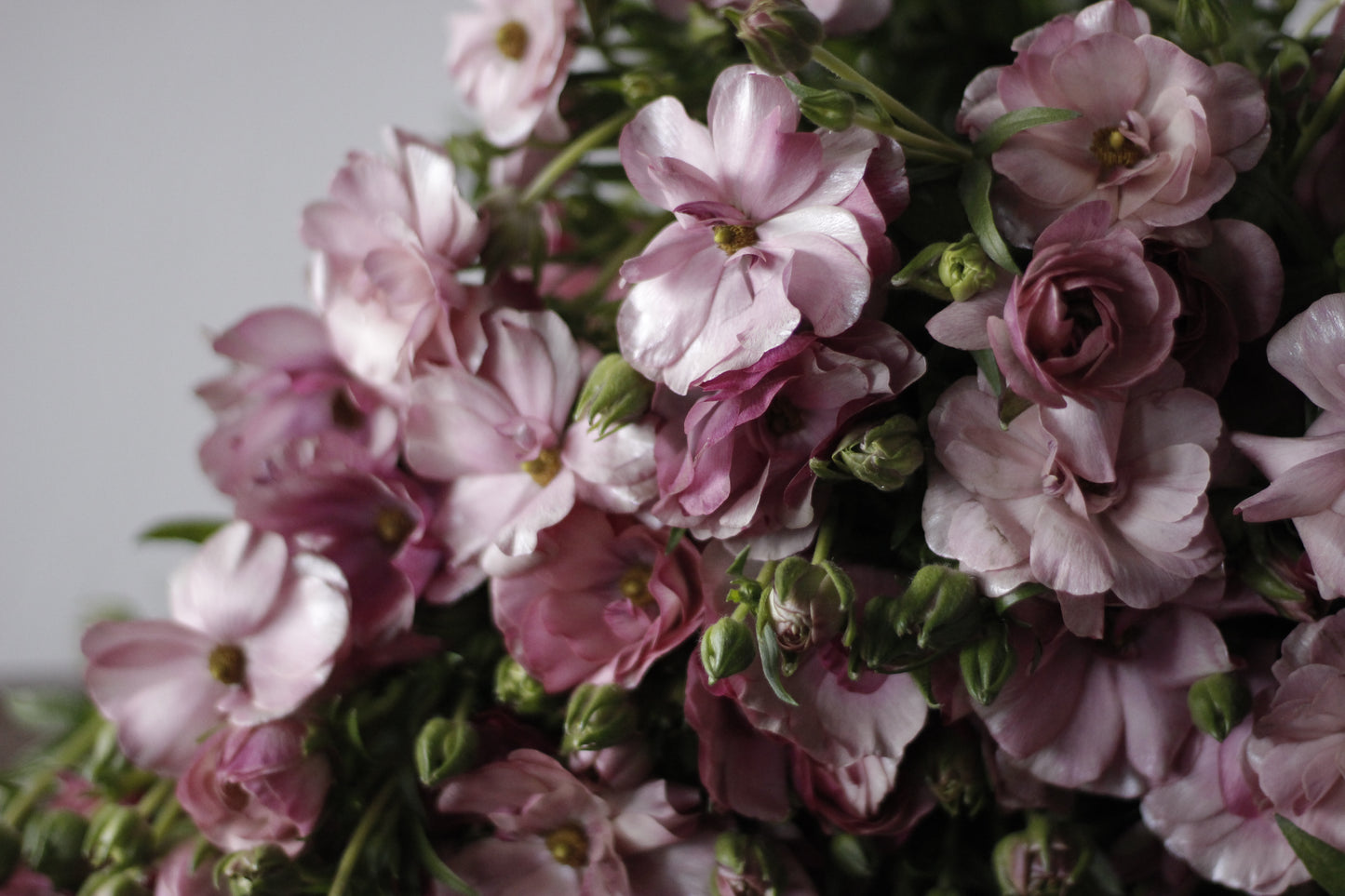 Ranunculus Butterfly Thiva Pack of 5