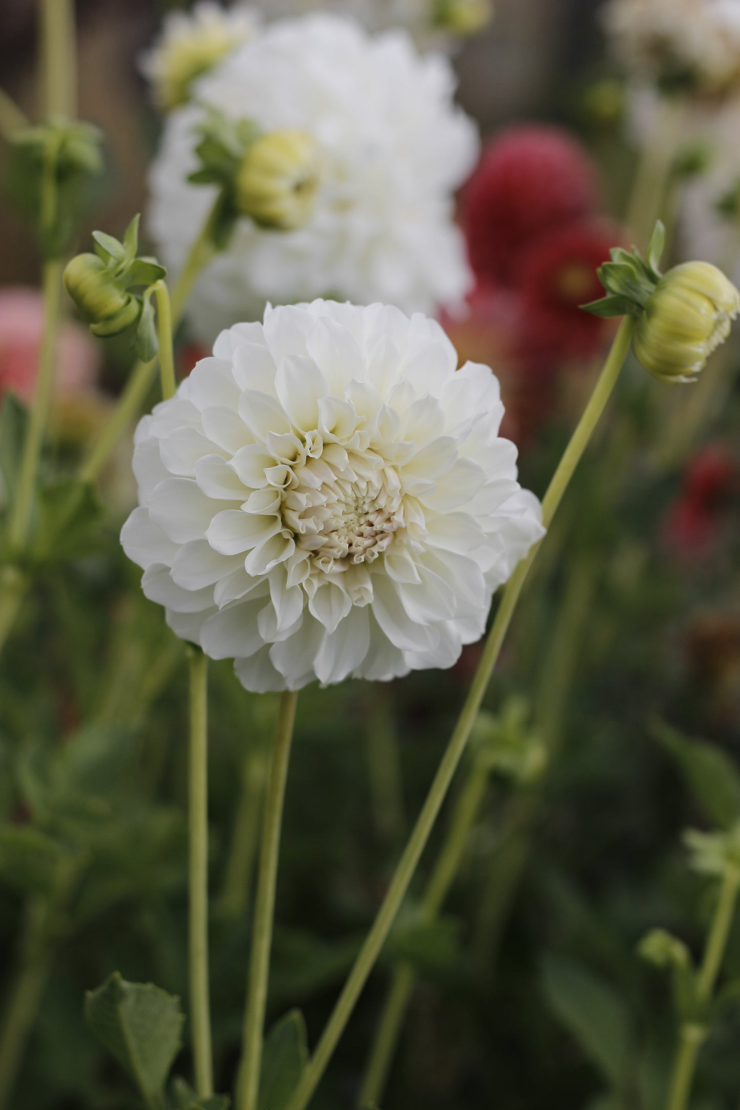 Irish Ruffles