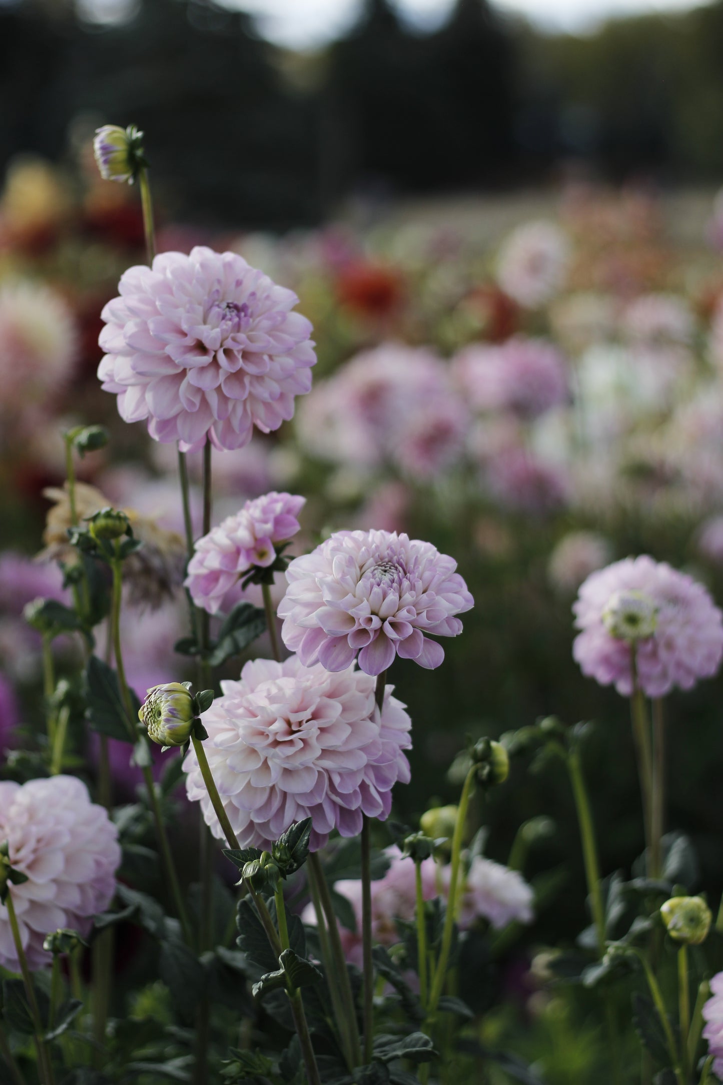 Marionberry Milkshake