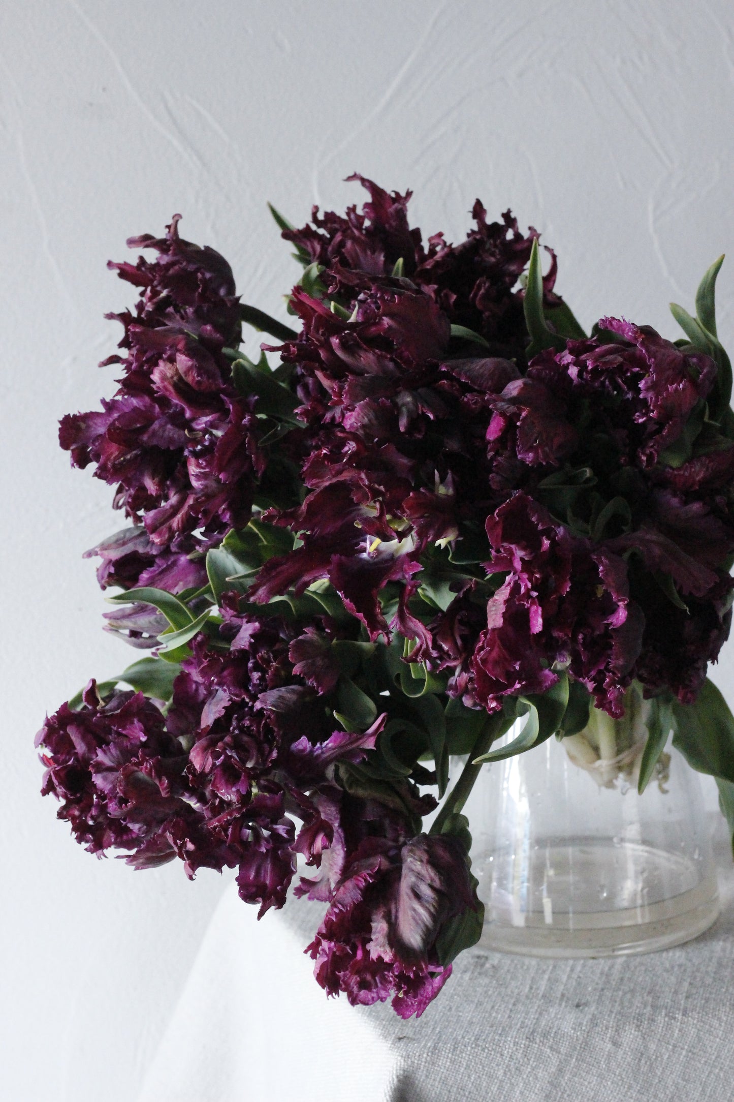 Tulip Negrita Parrot - Pack of 20