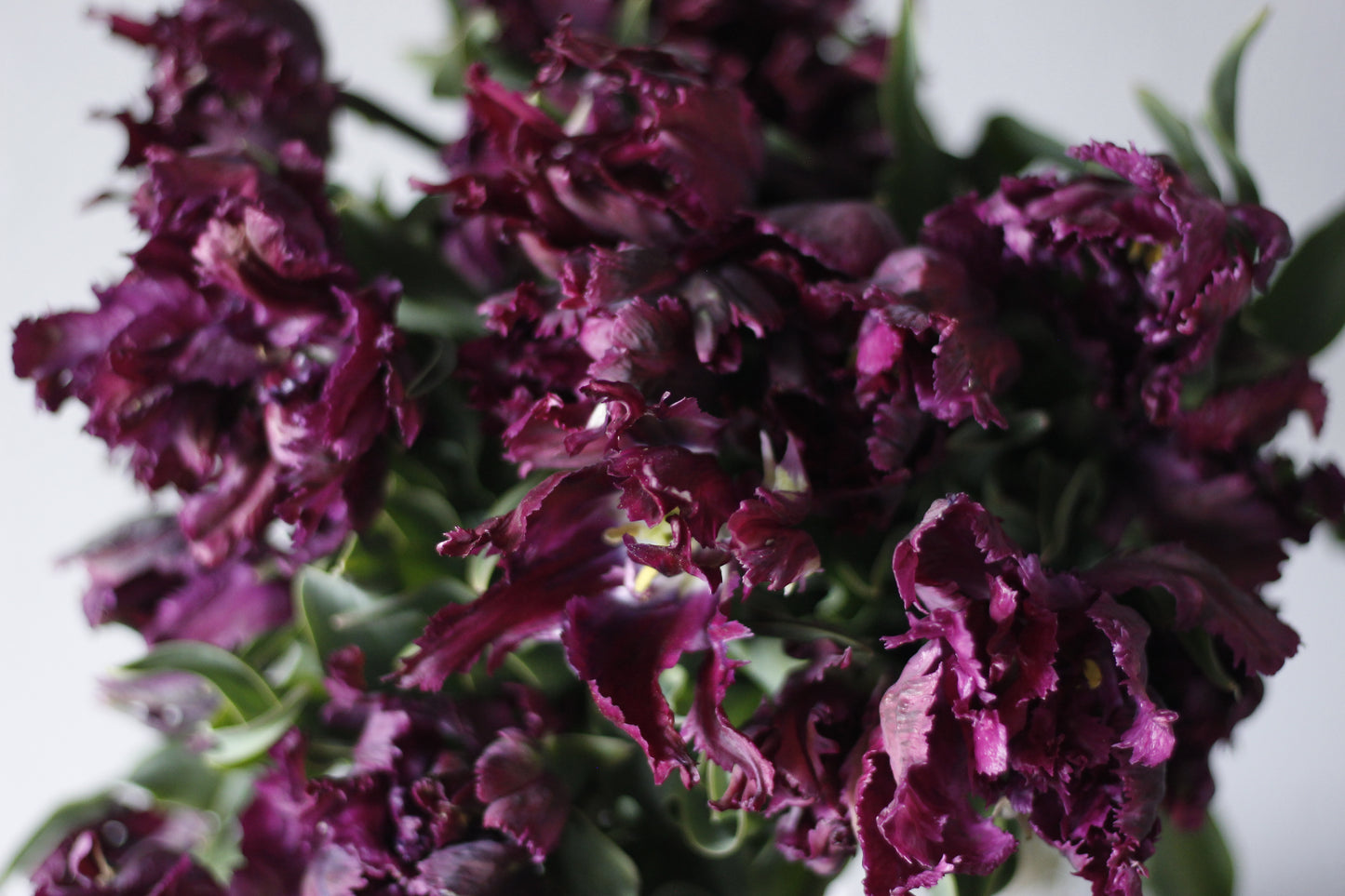 Tulip Negrita Parrot - Pack of 20