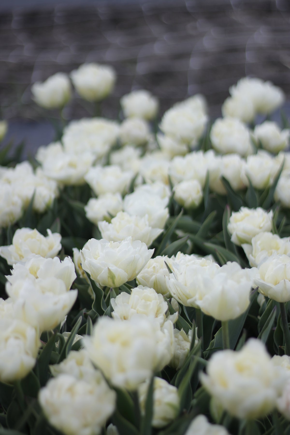 Tulip Mondial - Pack of 20