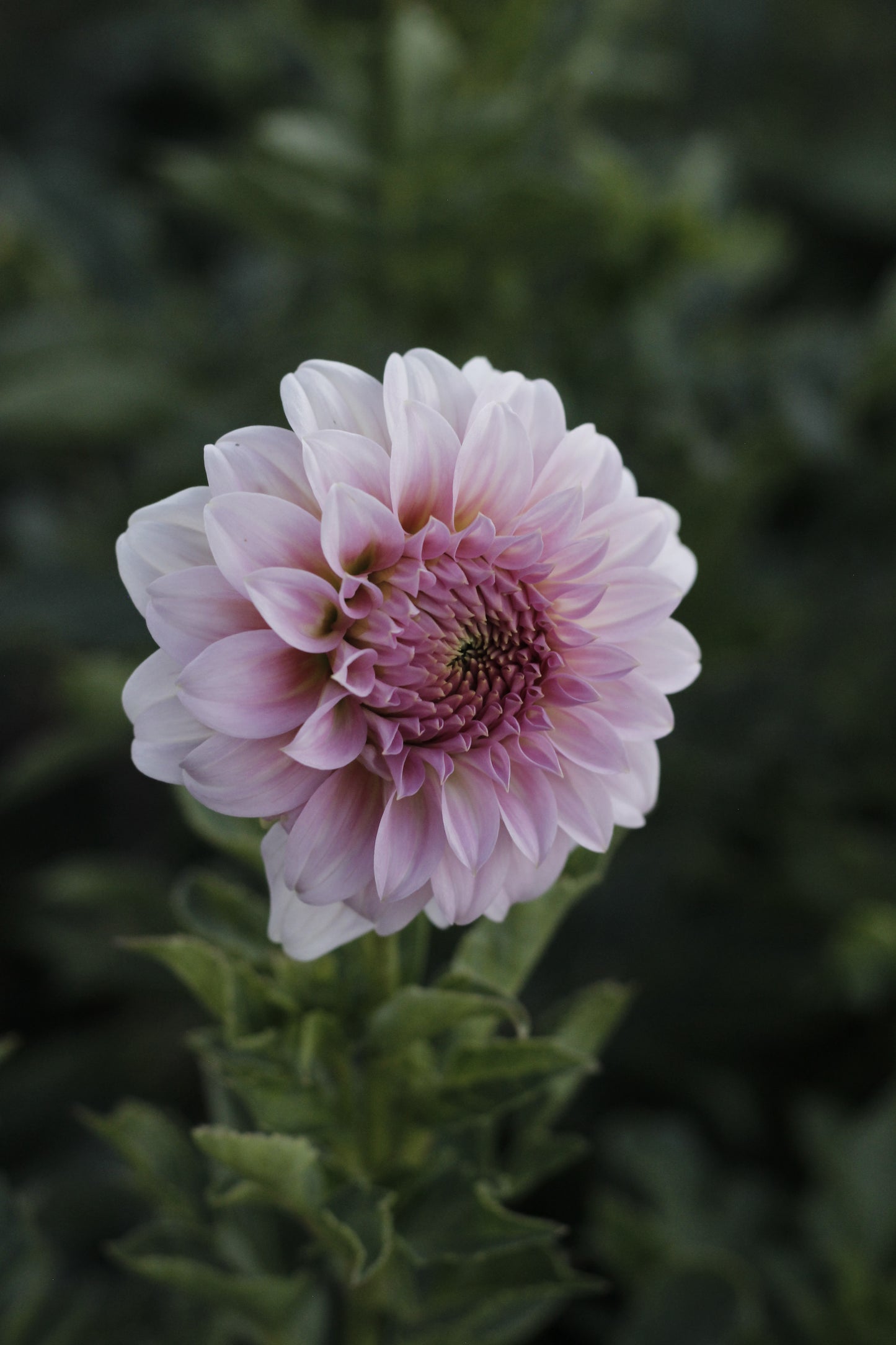 Araluen Leatrice
