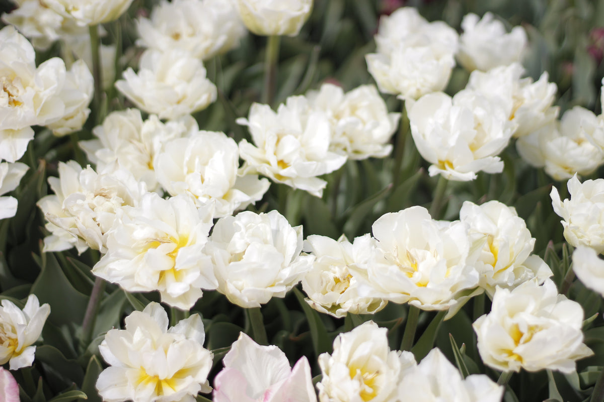 Tulip Mondial - Pack of 20