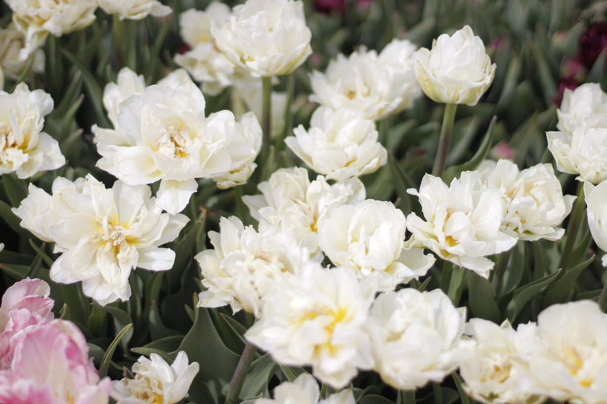Tulip Mondial - Pack of 20