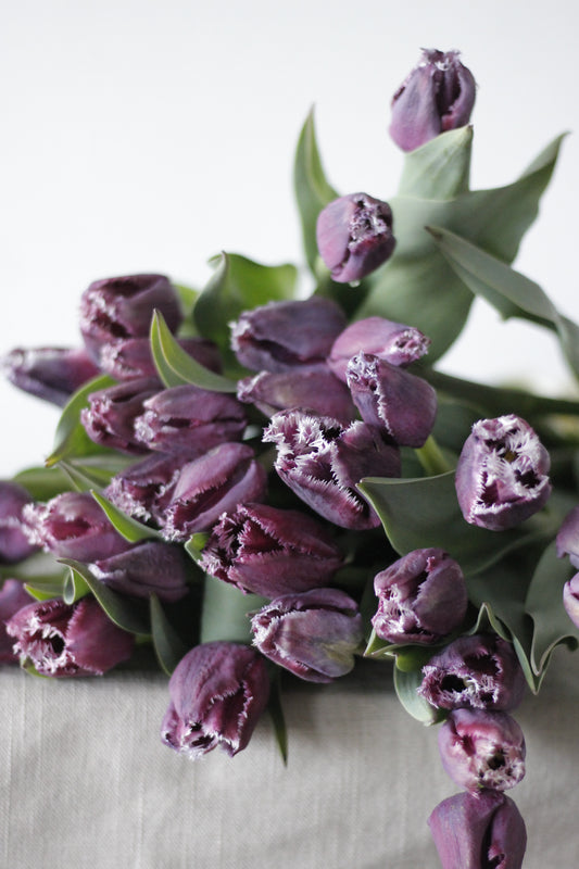 Tulip San Martin - Pack of 20