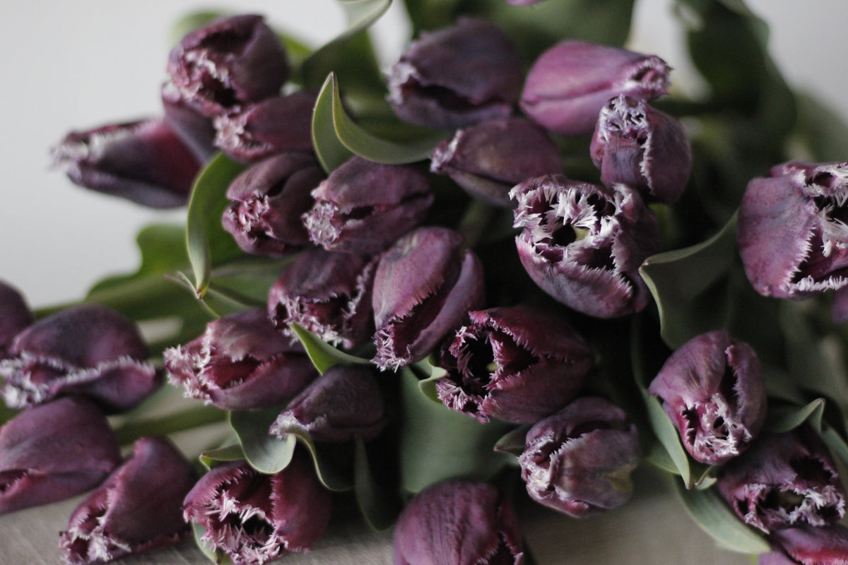 Tulip San Martin - Pack of 20