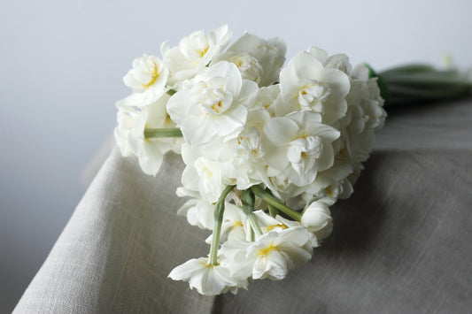 Narcissus Cheerfulness - Pack of 20