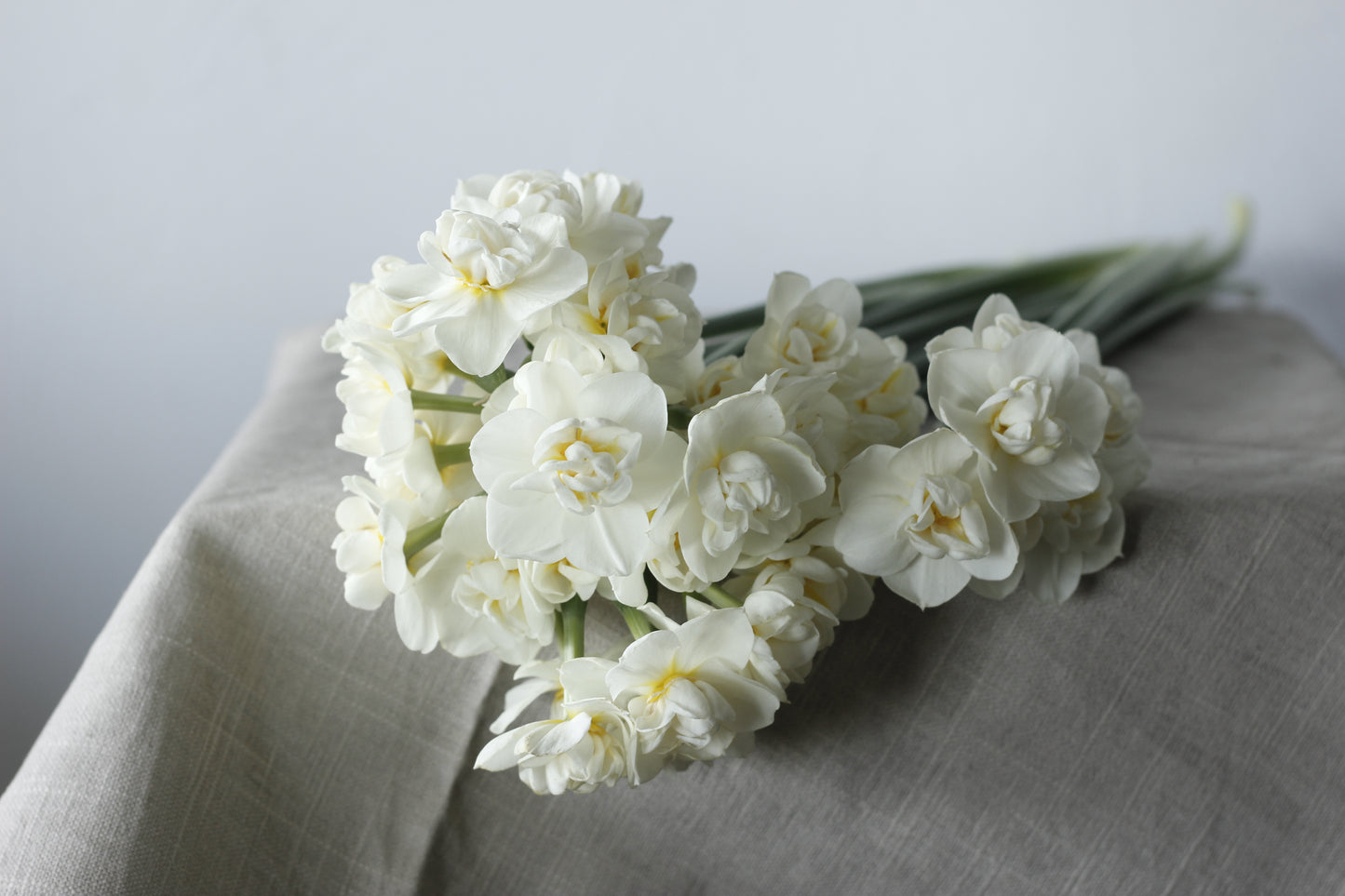 Narcissus Cheerfulness - Pack of 20