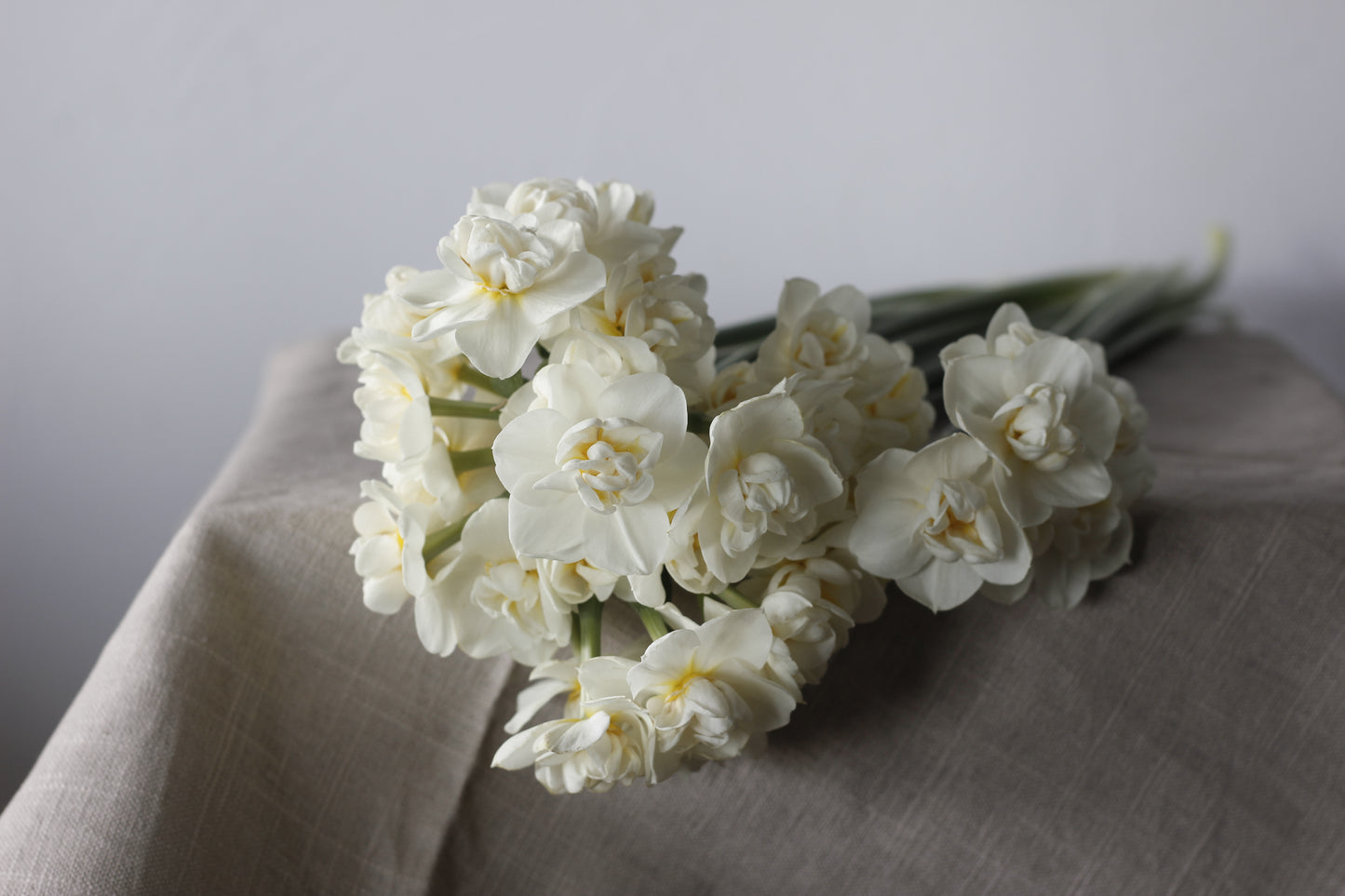 Narcissus Cheerfulness - Pack of 20