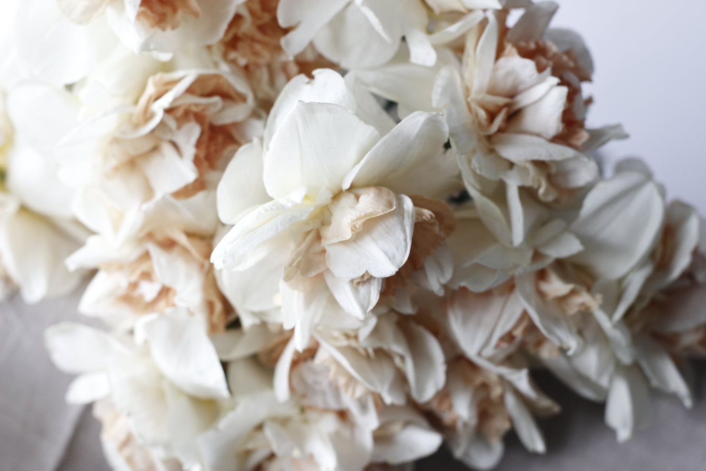 Narcissus My Story Pack of 20