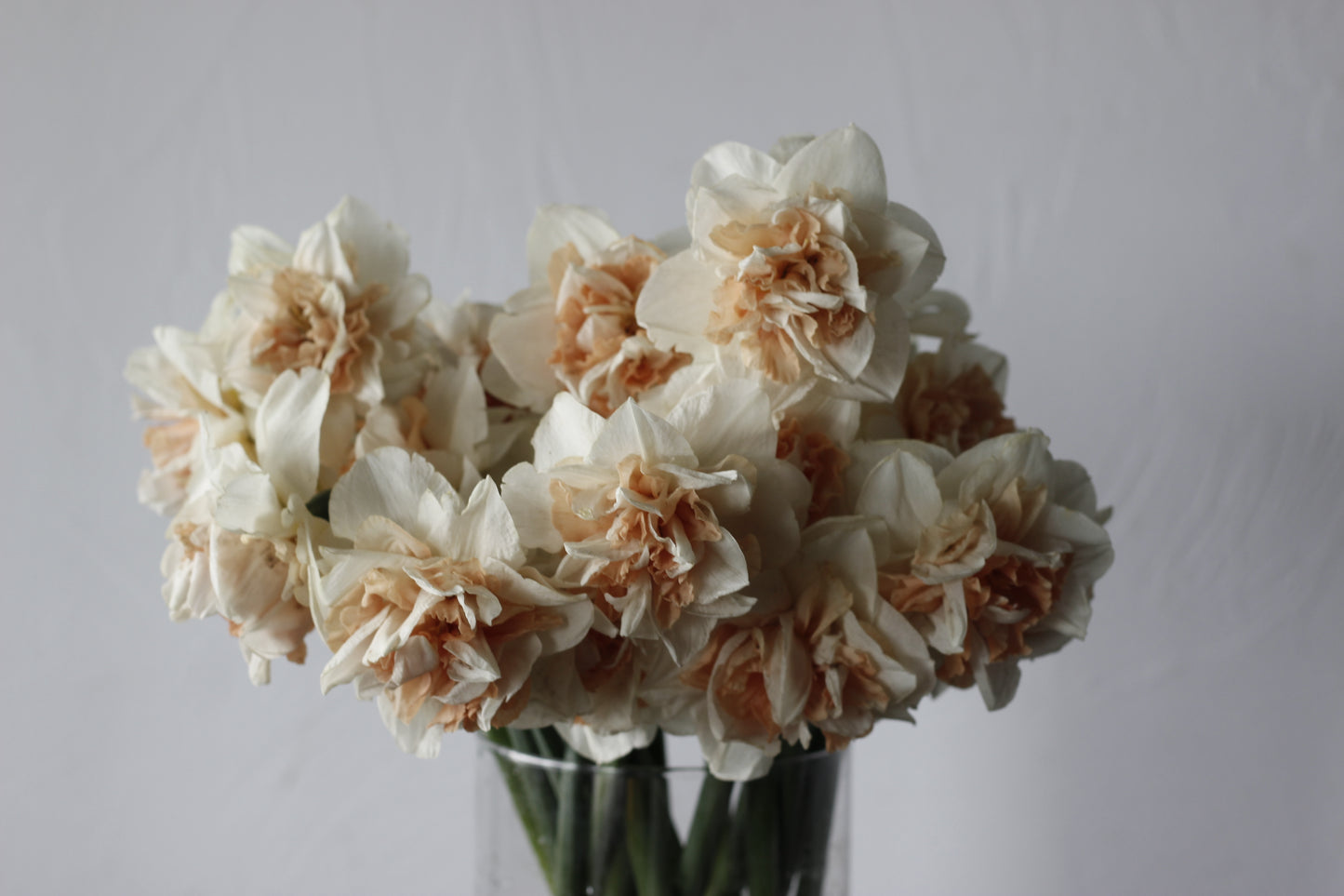 Narcissus My Story Pack of 20