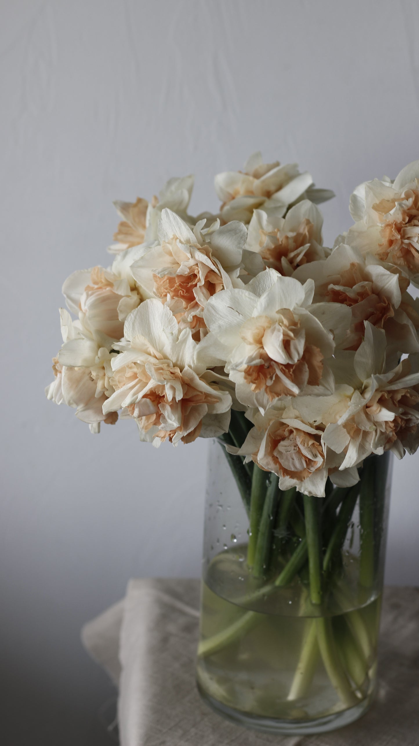 Narcissus My Story Pack of 20