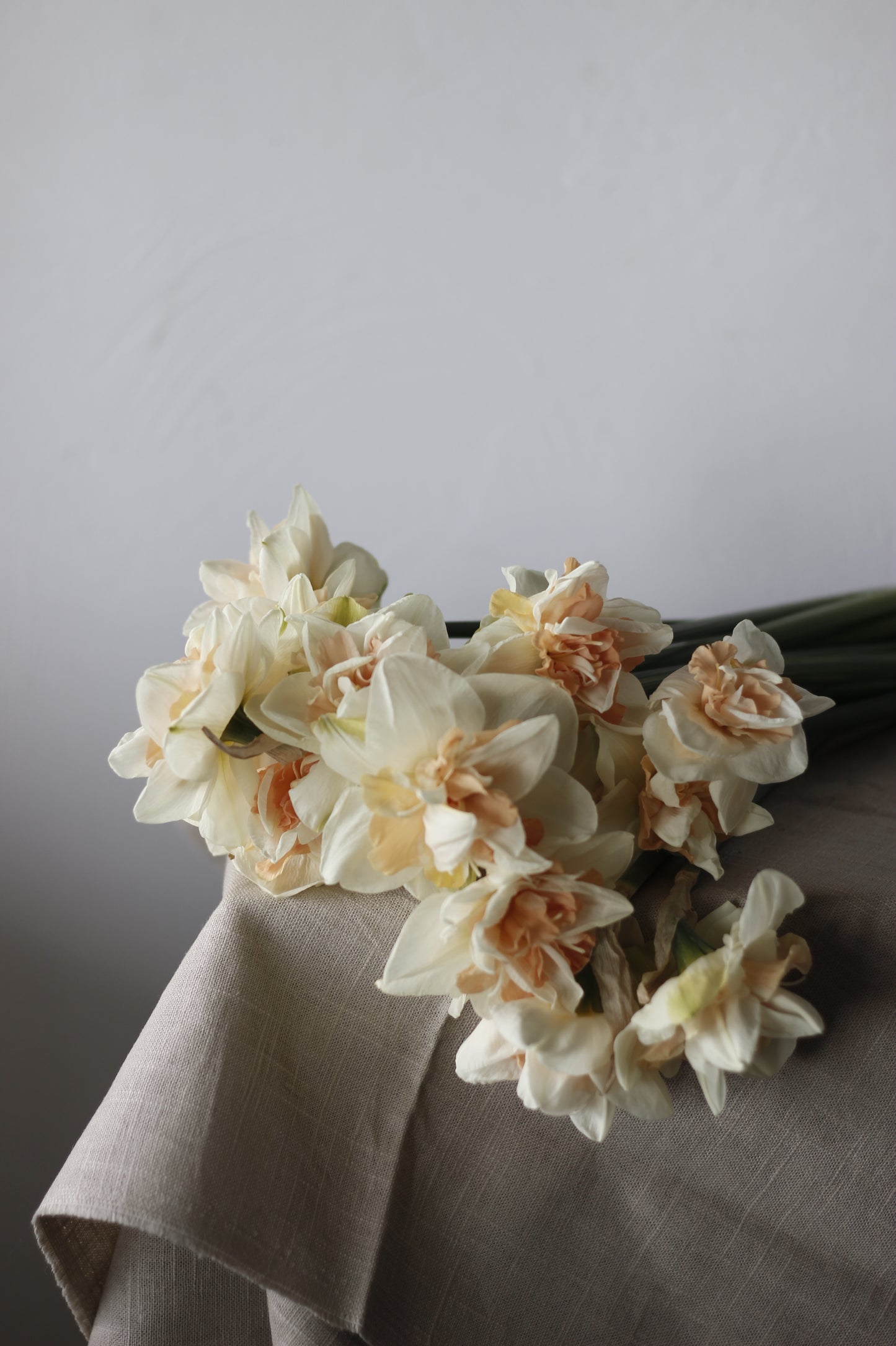 Narcissus Delnashaugh Pack of 20