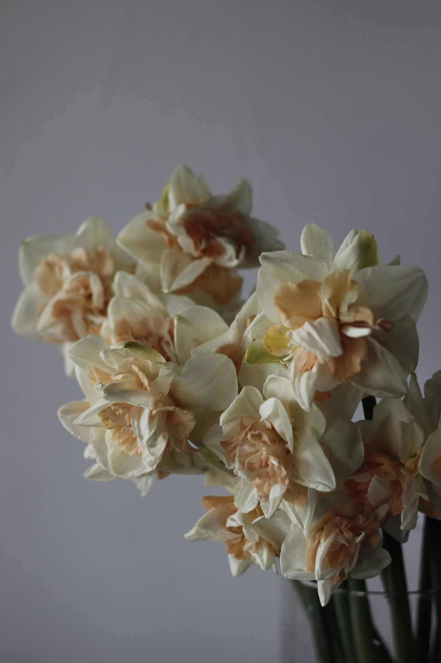 Narcissus Delnashaugh Pack of 20